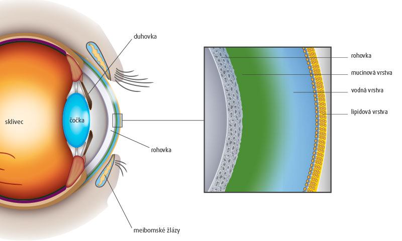 Schematic representation of an intact tear film