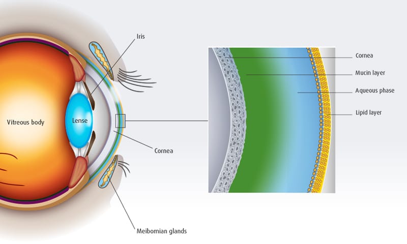 Schematic representation of an intact tear film